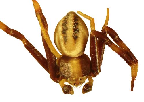 Misumena vatia